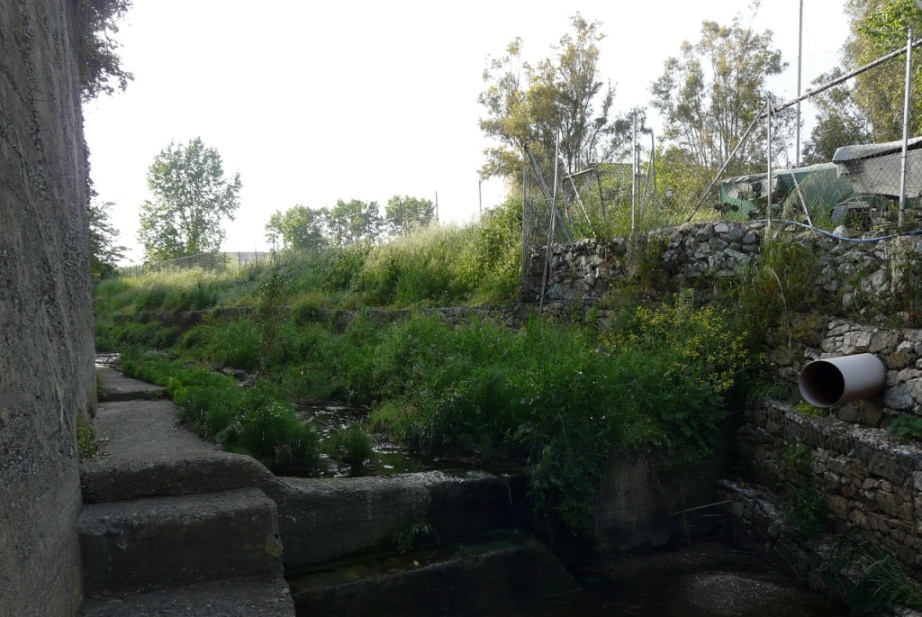 Rio Salivoli (Piombino) - rospi smeraldini in citt!